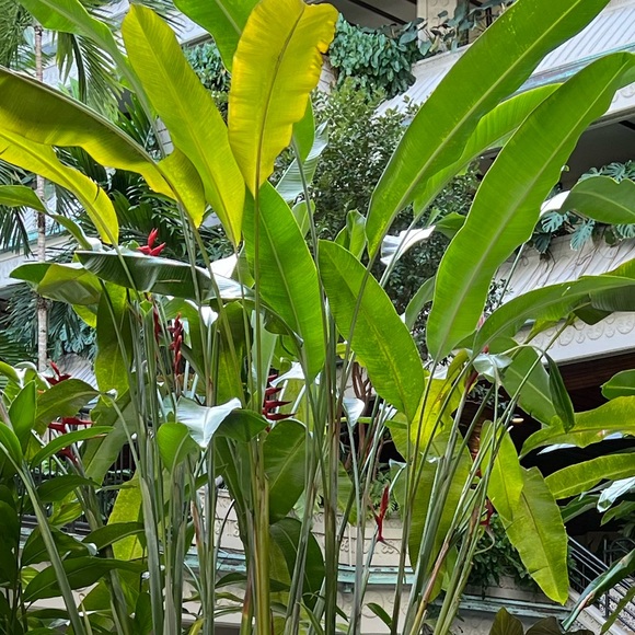 mjaodosa